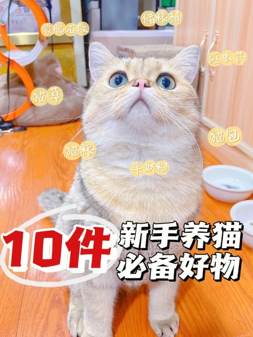 养猫必买的东西？（用来养猫）