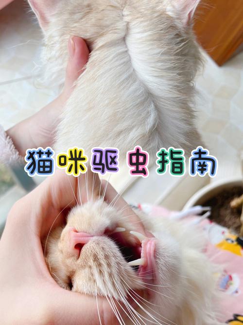 家里养猫怎么给室内驱虫？（小孩养猫族）