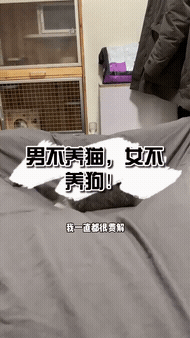 男不养猫女不养狗的真正原因？（男不养猫女不养狗是什么意思）