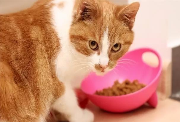 求教:新手养猫，猫猫晚上需要在它食碗里放猫粮吗？（求教养猫）