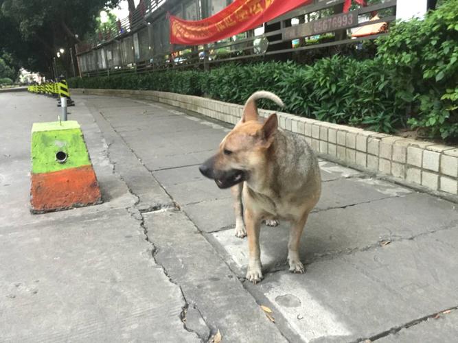 小区养狗多很多都是大型犬，而且遛狗不拴绳，随处拉尿，物业一直不出面管理，怎么能让物业出台管理办法？（养狗不拴绳去哪举报）