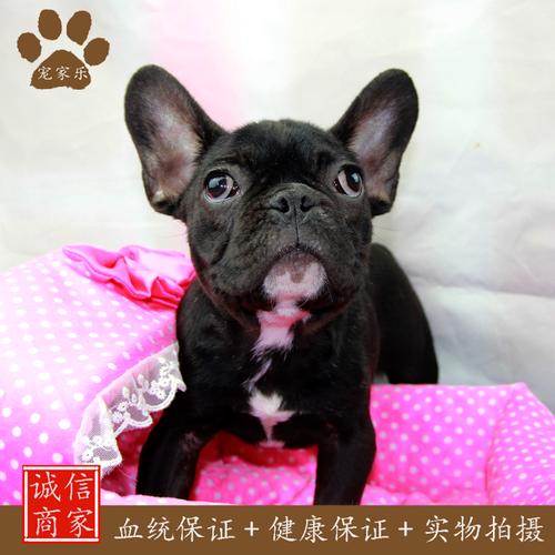 农村养什么能看家的中型犬？（看家狗养什么最好）