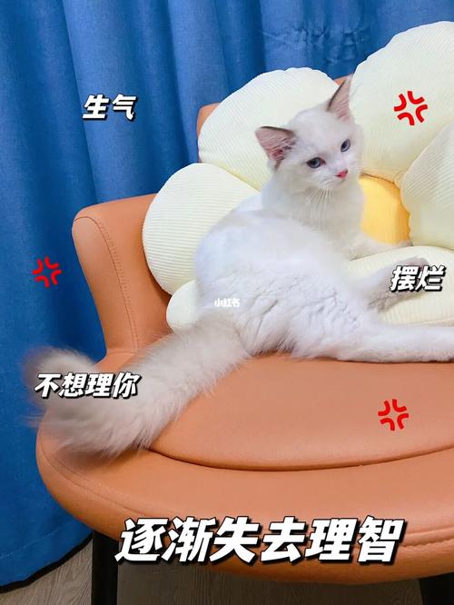 养猫后悔的真实事件？（新手养猫后悔）