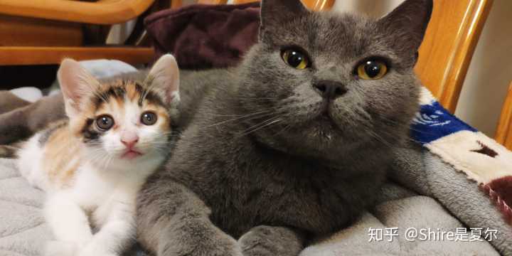 大猫排斥新来的小猫怎么办？（养猫被歧视）