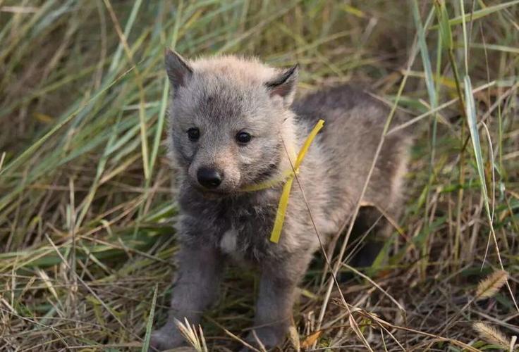 捷克狼犬在江苏禁养吗？（江苏禁养生猪区文件）