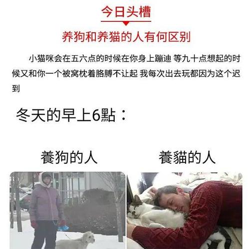 猫比狗更可爱，为什么喜欢养狗的人却比猫多？（养猫的多还是养狗的多）