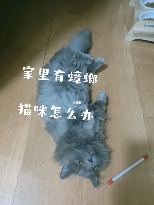 养猫家庭去蟑螂小妙招？（大纸箱养猫）