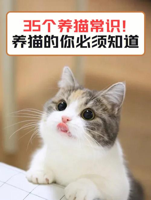 新手该怎么养猫？（你如何养猫）