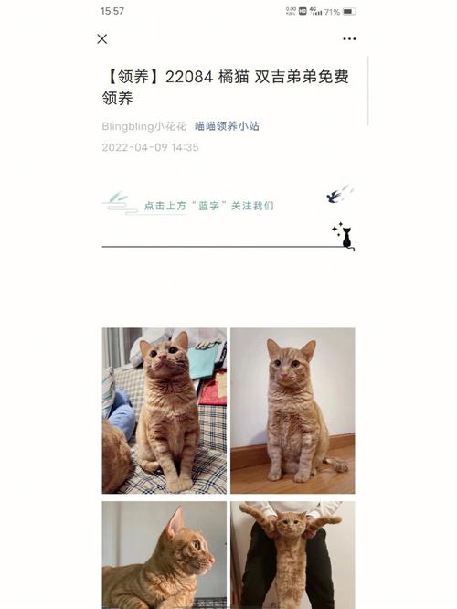 猫德学院怎么领养？（记录领养猫）