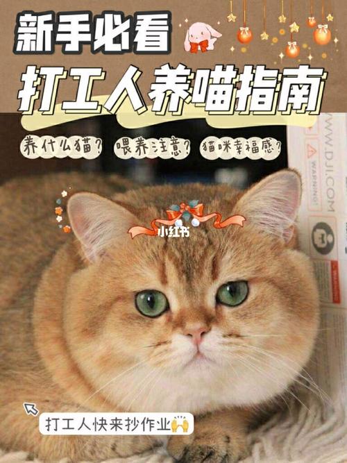 一个人养猫上班猫怎么办？（打工人养猫）