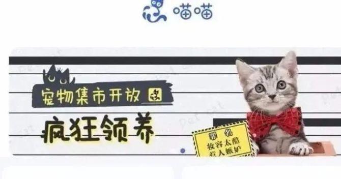 养猫要办理什么许可证吗？（云养猫协议）