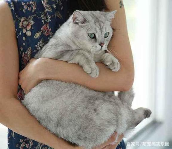 很凶的小猫怎么抱？（凶着养猫）