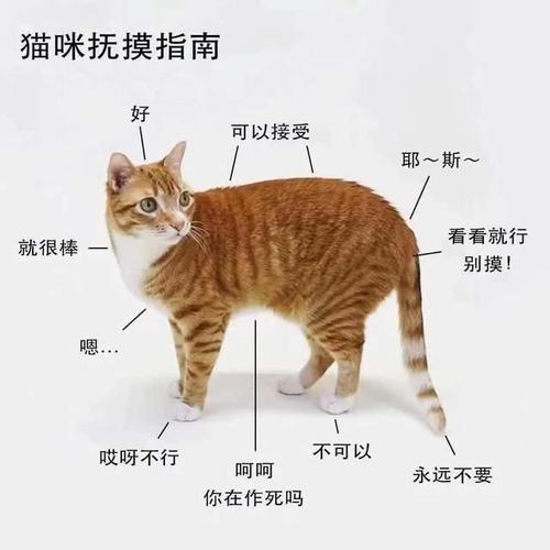 猫的繁衍方式和方法？（养猫冲巳）