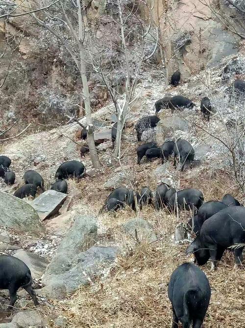 鲁南山脉？（会东生猪）