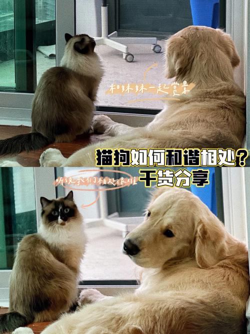 猫狗一起养的正确方式？（猫狗同养）