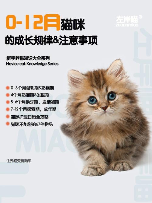 猫咪饲养指南？（饲养猫视频）