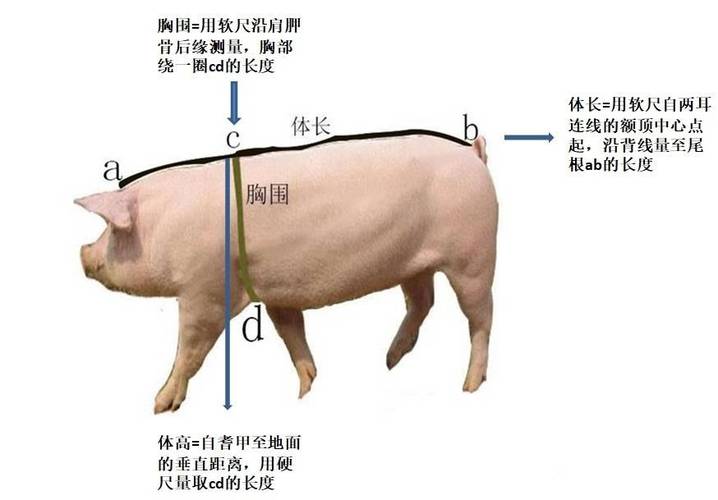 猪怎么量体重才标准？（生猪量体重）