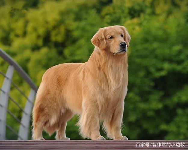 金毛犬饲养方法？（金毛狗怎么养）