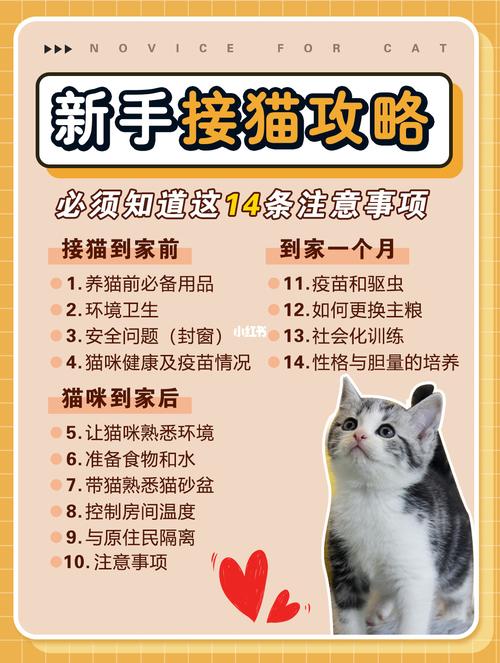 新手养猫崽注意事项？（养猫能充电）