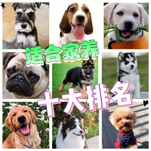 适合居家养的犬？（适合家里养的狗）