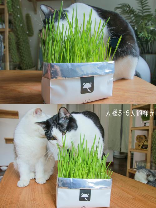 猫儿草怎么种植？（家里养猫草）