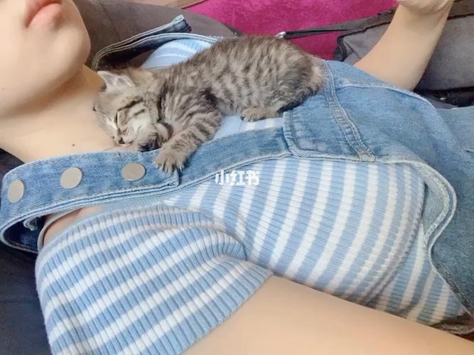 为什么女主播都养猫？（锁骨能养猫）