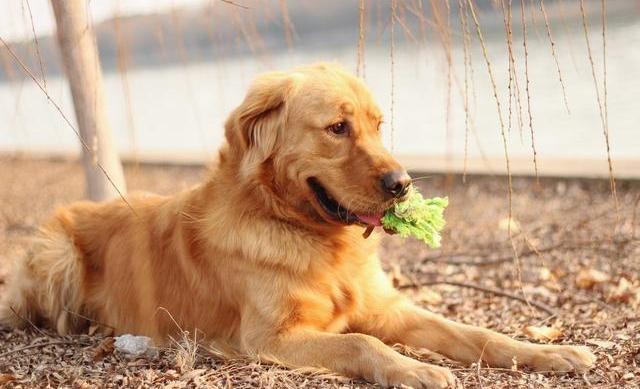 养殖狗的利润与成本？（犬养狗）