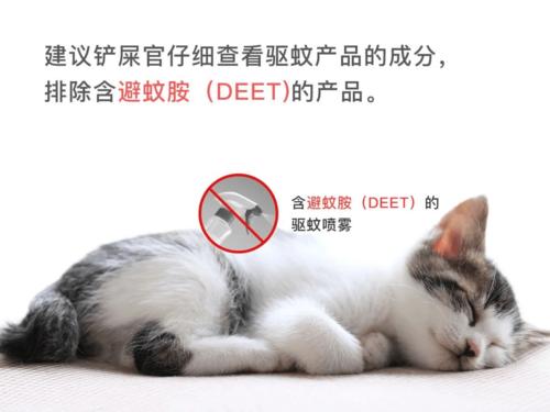 养猫防蚊妙招？（养猫长苍蝇）