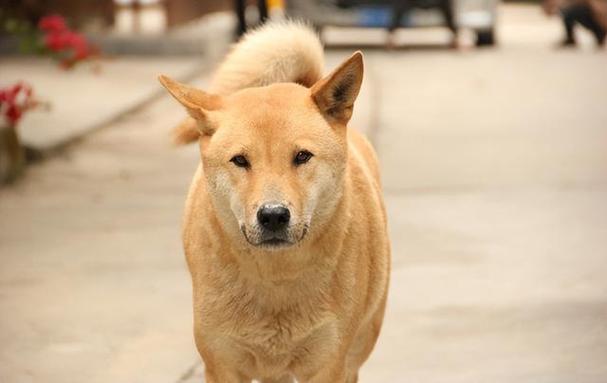 为啥不建议新手养中华田园犬？（新手养狗推荐）