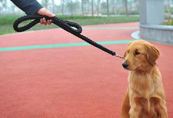 养大型犬不牵绳,到底找谁投诉最有效?（管养狗）