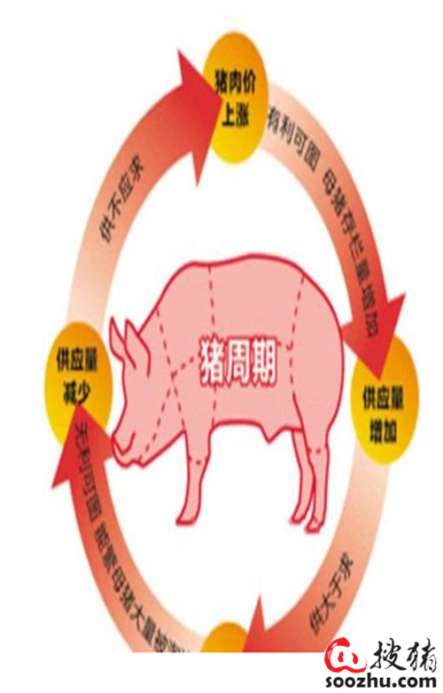 双汇收猪要求？（双汇发展生猪）