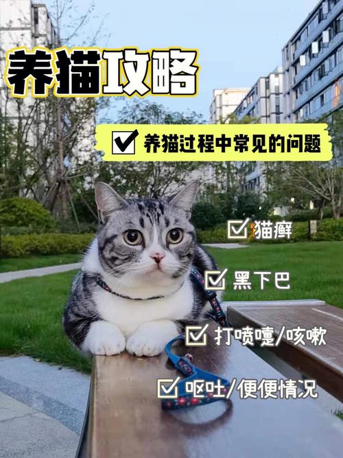 如何正确养猫？（咋养猫啊）