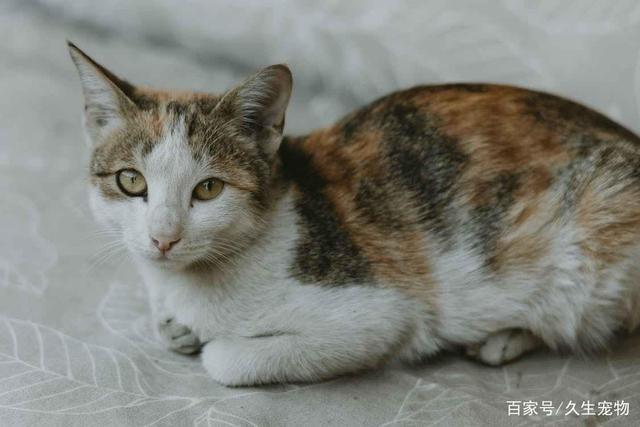 2021年还能不能养猫？（还养猫吗）