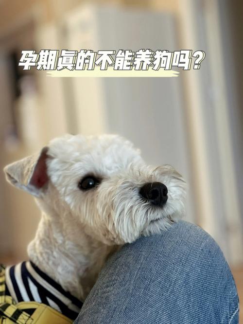 孕期可以养狗吗？（怀养狗）