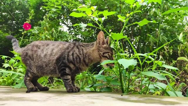 散养猫是什么意思？（散养猫特征）