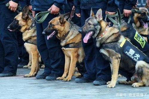 广州警犬领养条件？（广州养狗需要）