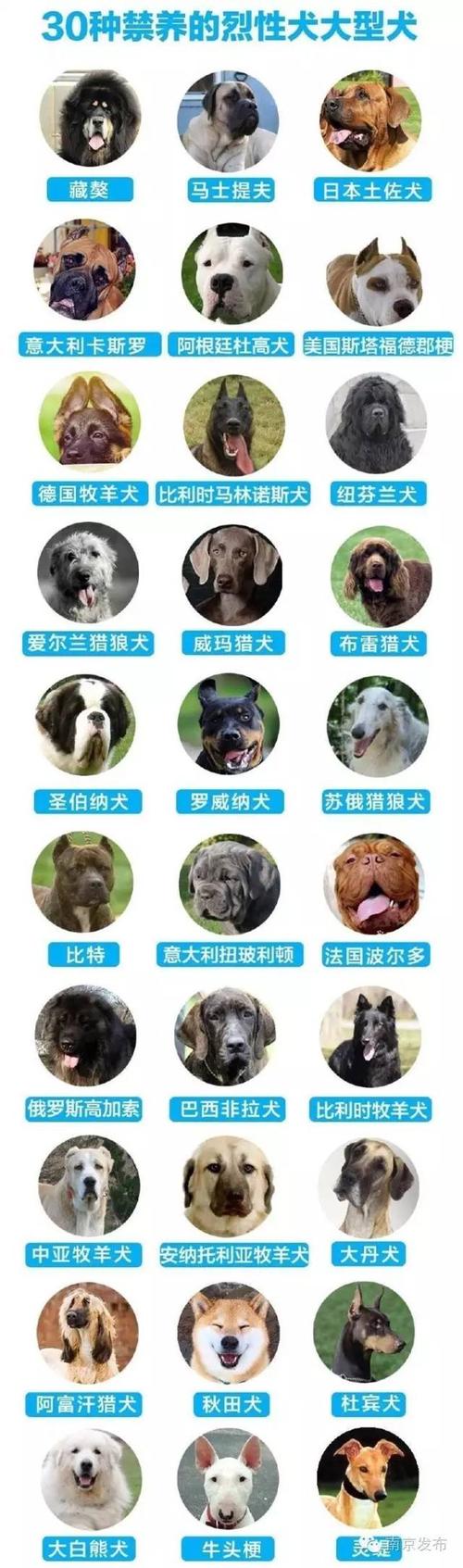 禁养犬名单2021？（养狗避）