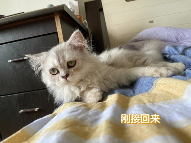 云领养是啥意思？（云领养猫）