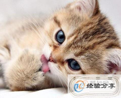 养猫最好的十个方法？（养猫好方法）