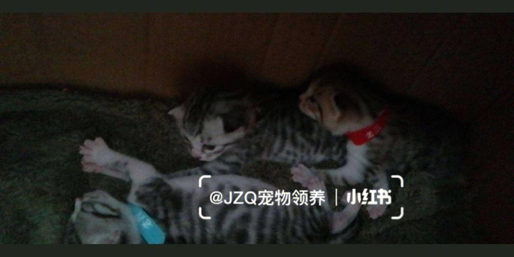 南通生二孩有哪些政策？（领养猫南通）