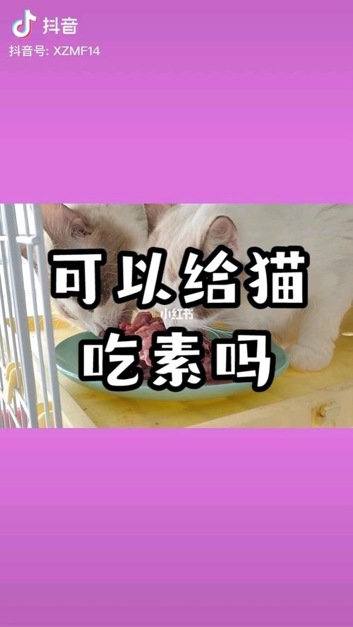 猫可以只吃素吗？（猫养猫吗）