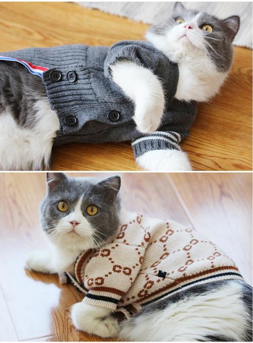 有人用猫毛做衣服吗？（养猫穿毛衣）