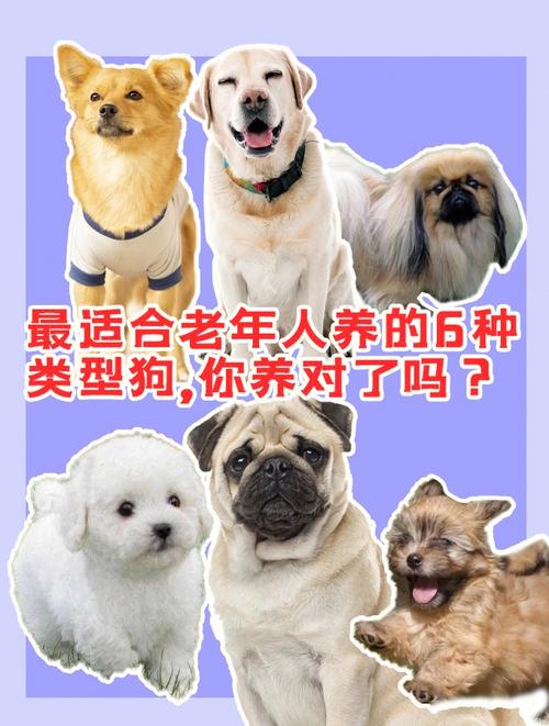 适合老年人养的犬都有哪些？（爷爷奶奶养的狗）