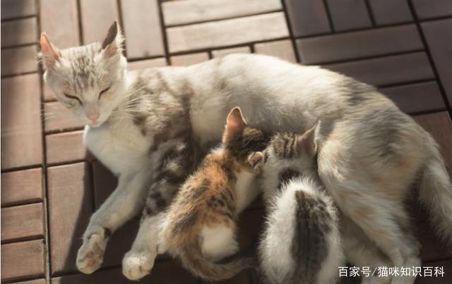 猫咪成年后认识自己的妈妈吗？（养猫的妈妈）