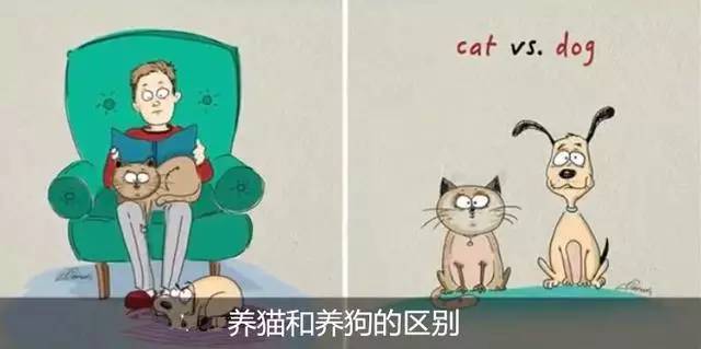 十个冷知识，养猫和养狗哪个更麻烦？（养猫还是养狗 知乎）