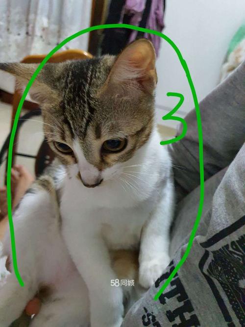 如何在同城给猫咪找配偶？（同城家养猫）