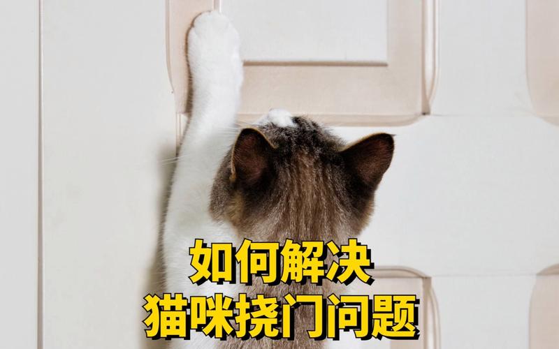 猫咪挠门是什么意思？（养猫的门）