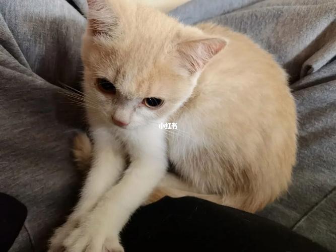 求助!我想养猫，但是老公一直不同意，怎么办?:(？（好想养猫猫）