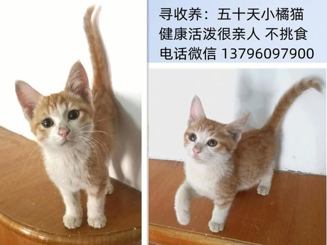 宜昌哪有领养宠物(狗.猫)的?帮我问一下？（宜昌收养猫）