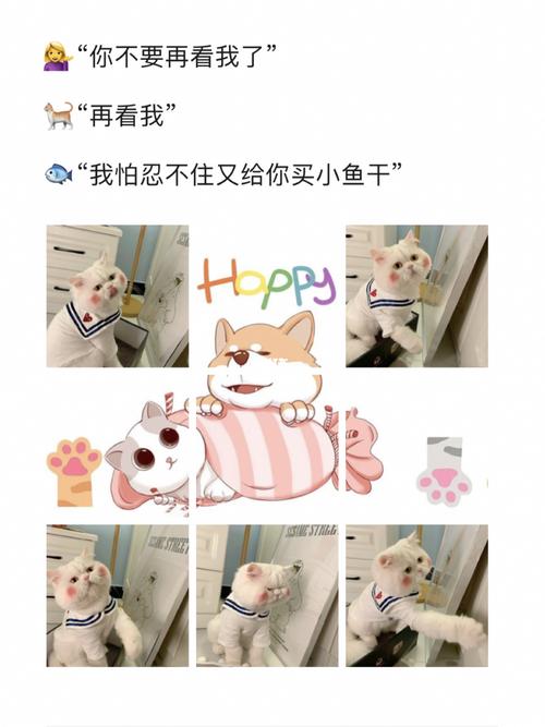 猫咪很治愈朋友圈文案？（养猫会做饭）